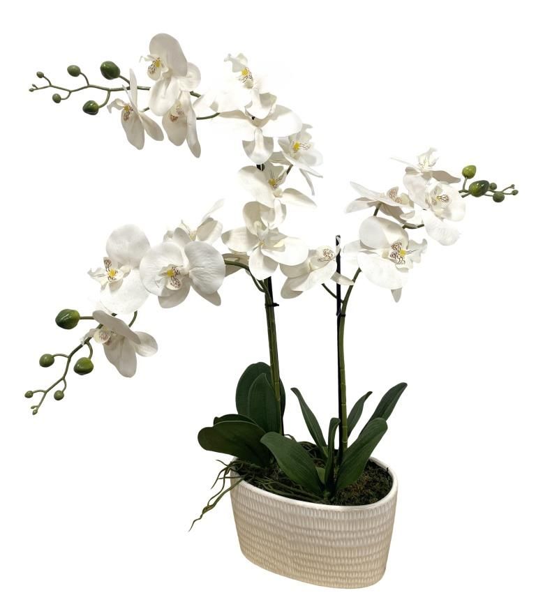 זוג עציצים קרמיים של סחלב לבן גובה 82 ס"מ